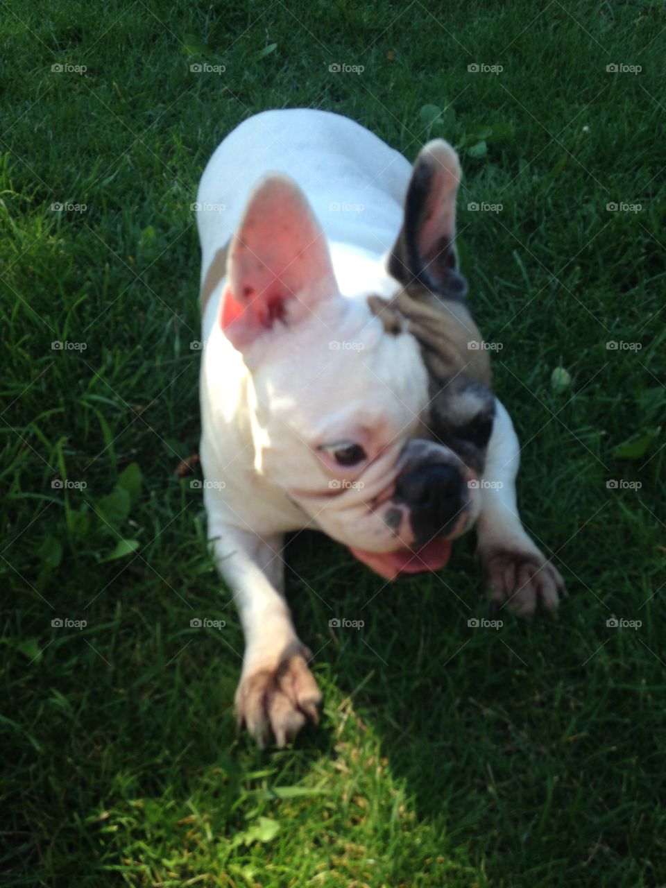 Brown and white bulldog