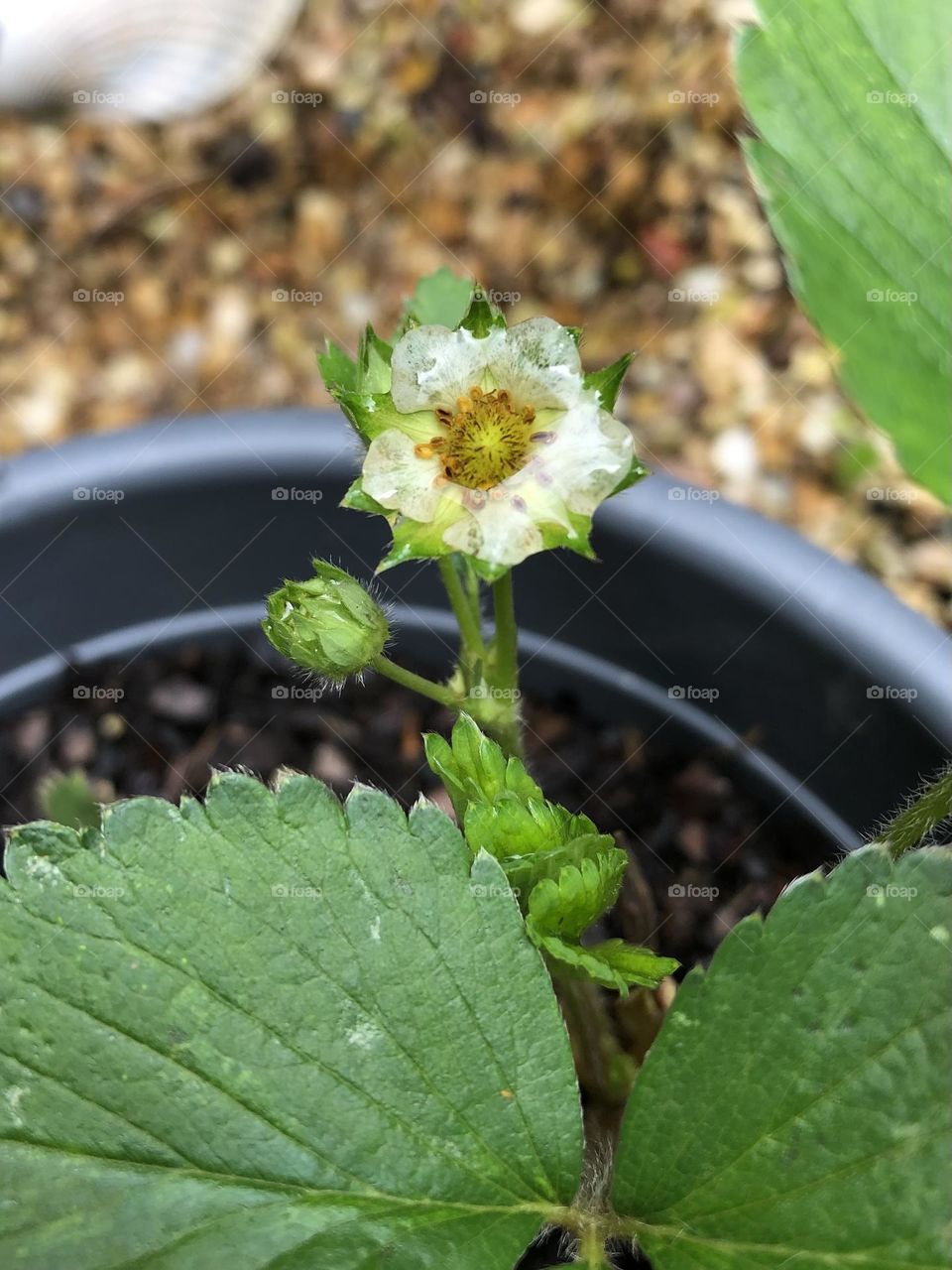 Raindrop on strawberry plant flower petals in backyard container garden 