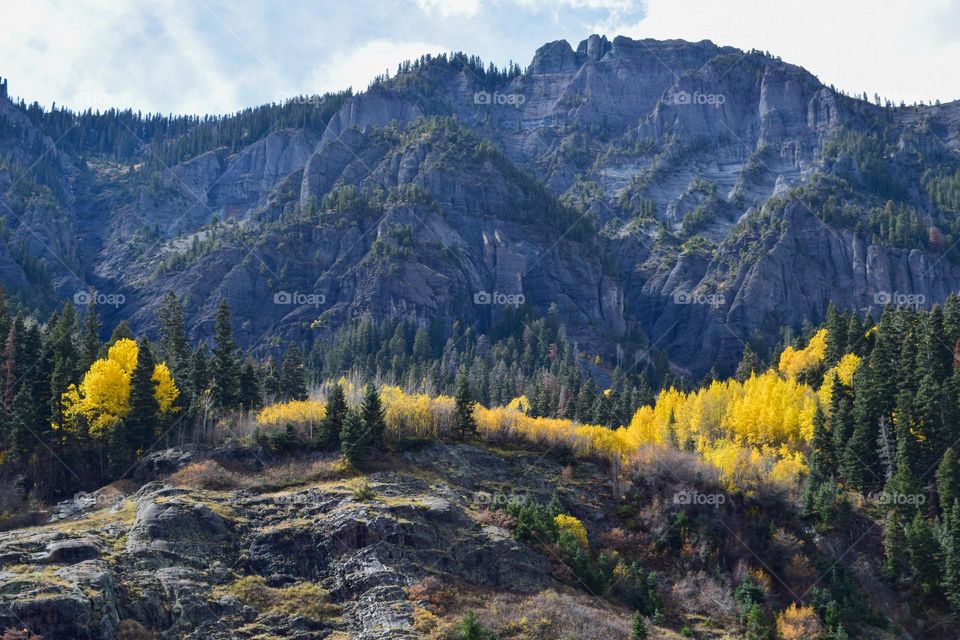 A isolated Grove of aspen trees wears a coat of gold as fall descends on Colorado