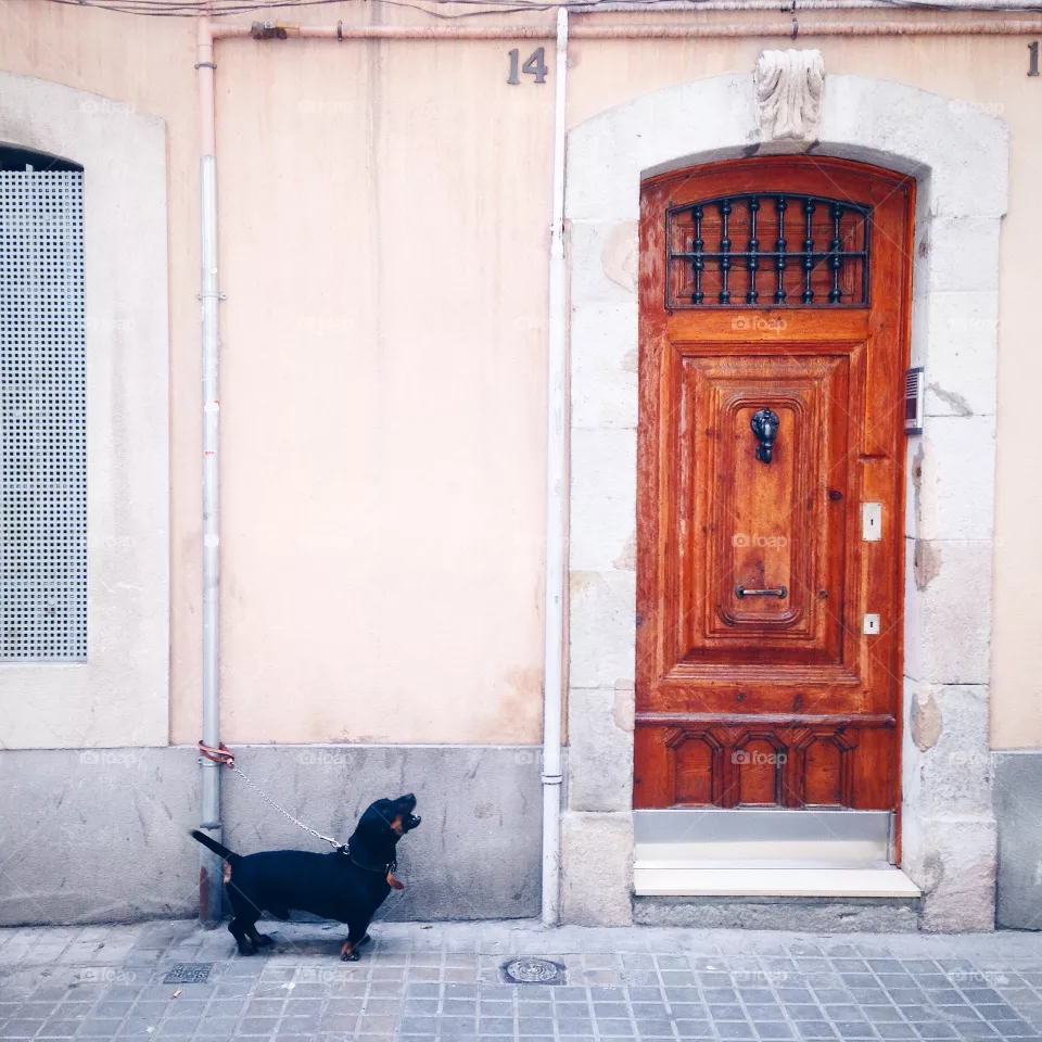 Barking dog