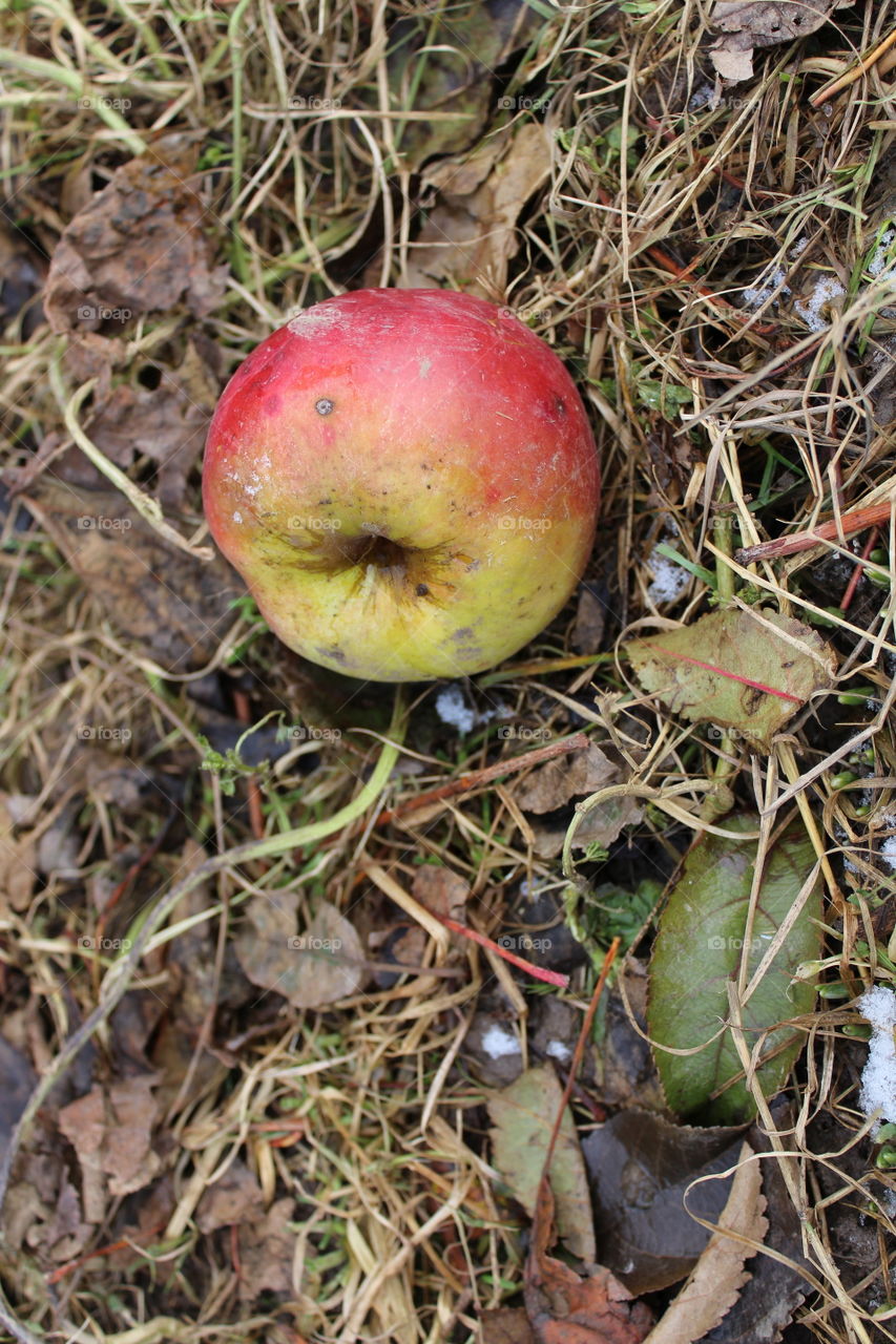 Yellow apples on the ground