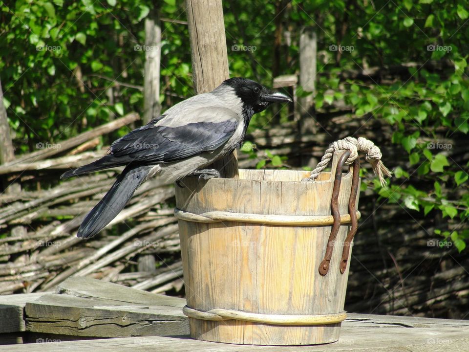 Crow on wooden busket