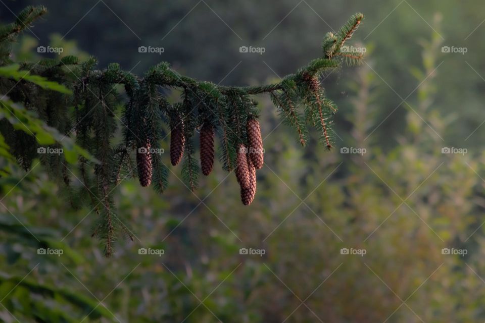 Cones hanging from a tree