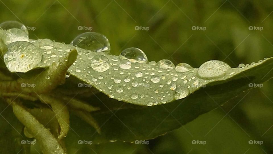 a leaf catching the rain
