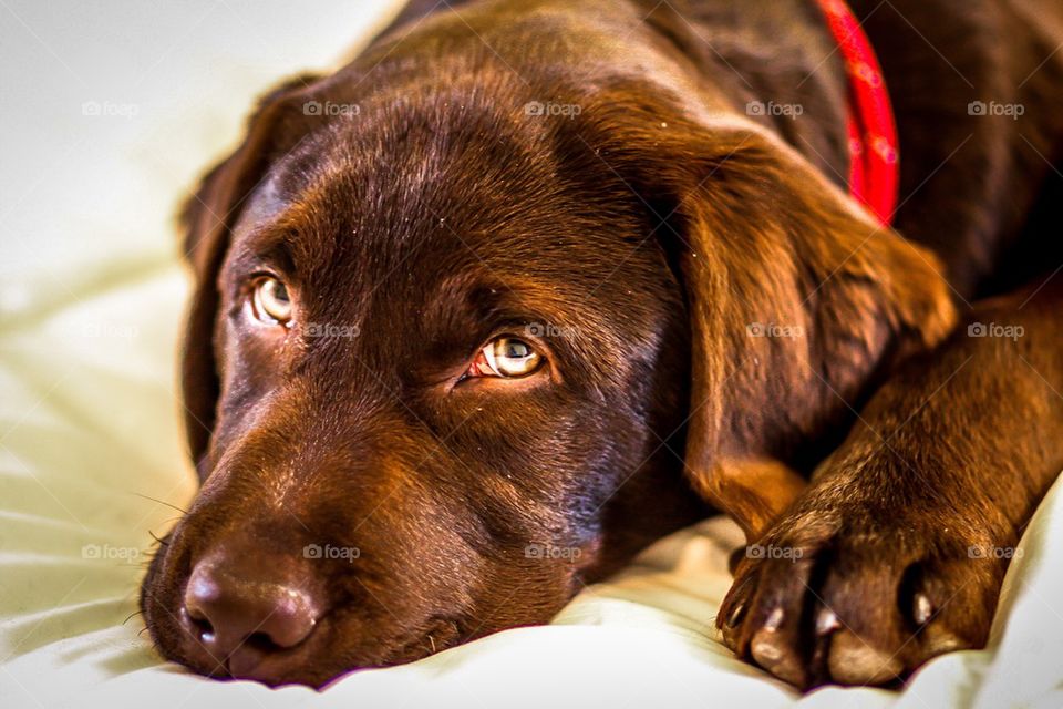 Close-up of labrador looking at camera