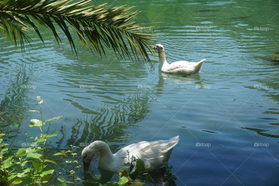 Lake#nature#birds#ducks