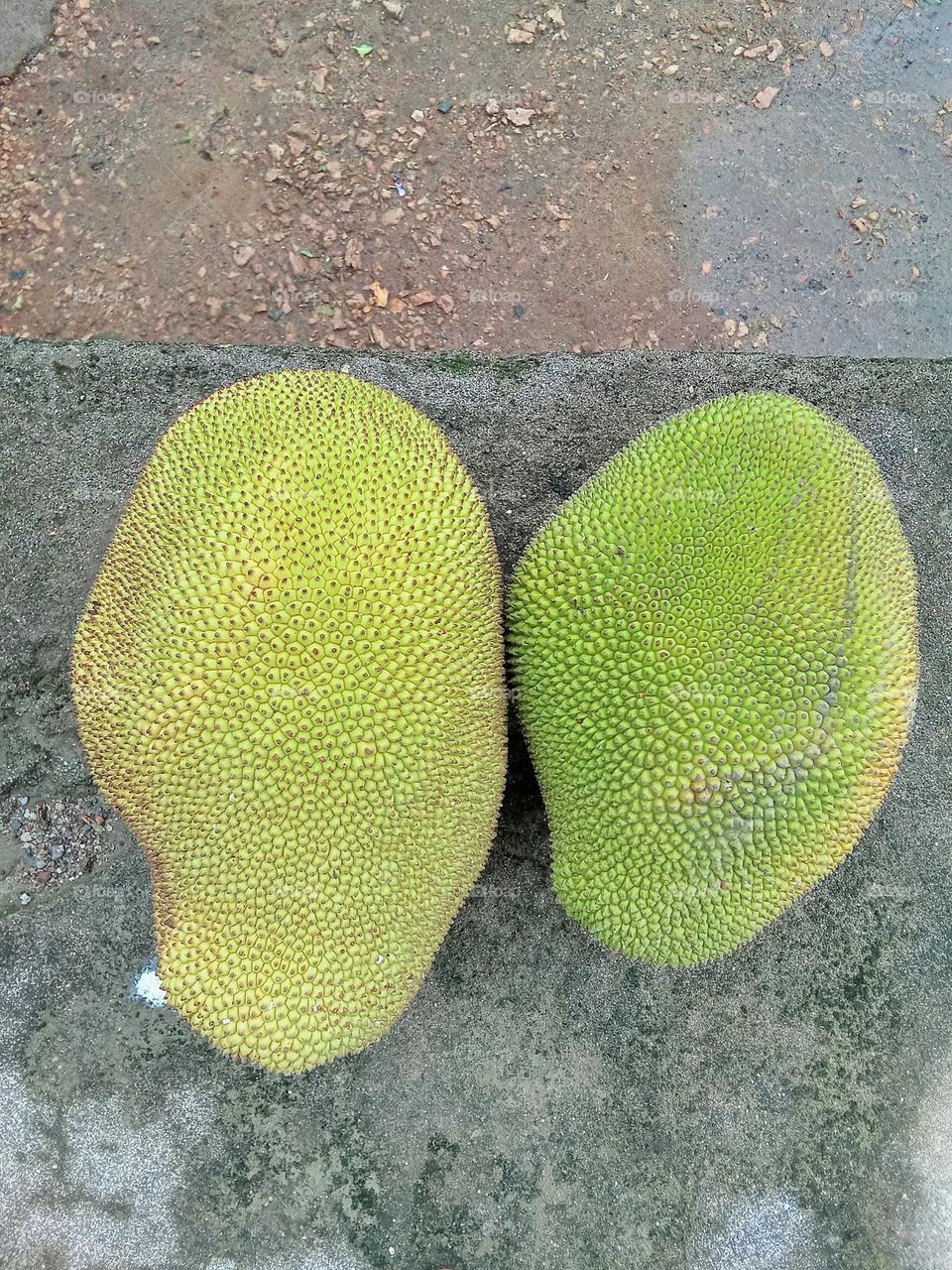 कटहल Jackfruit