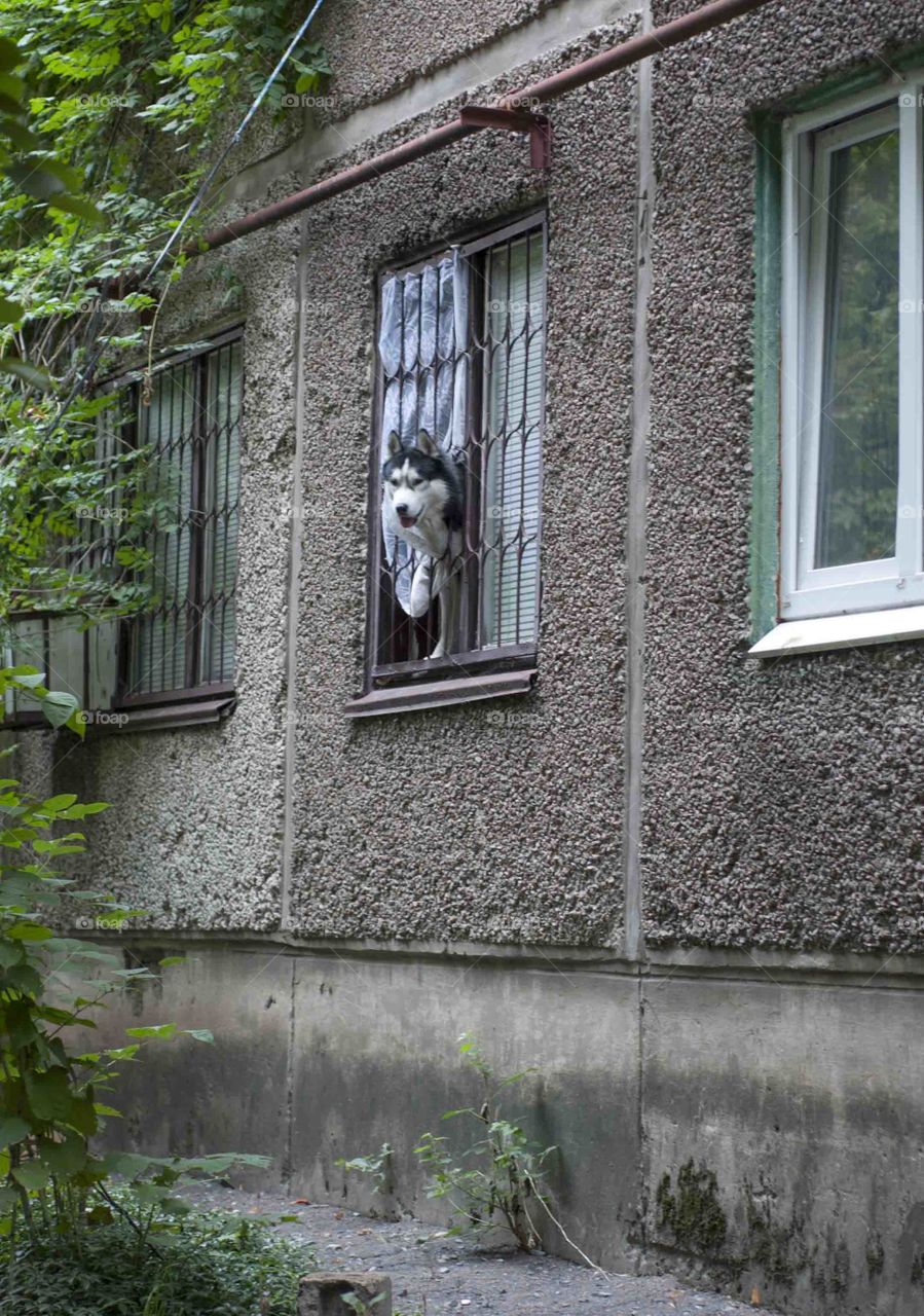 The dog is looking out of the window.