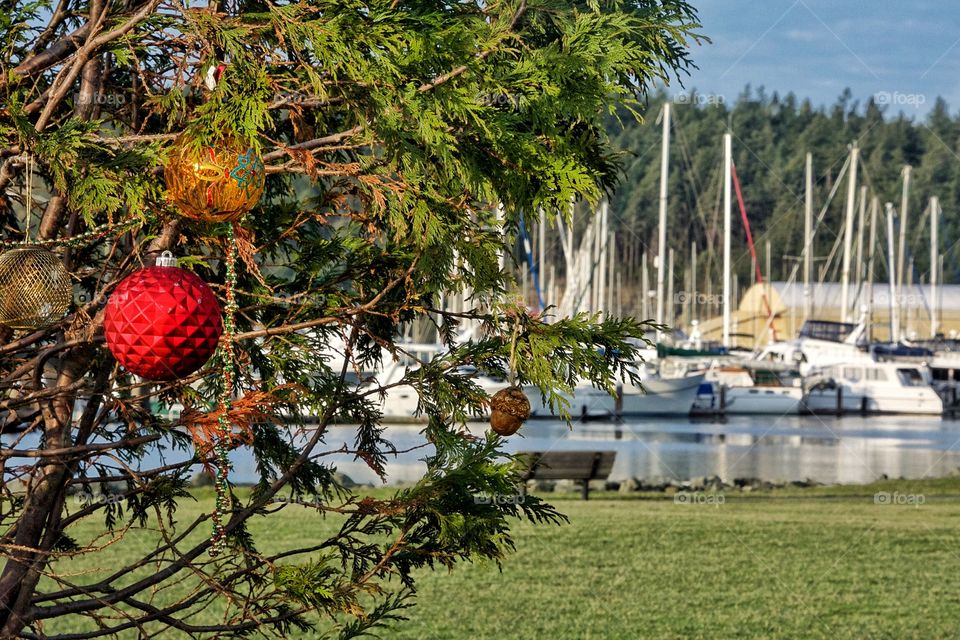 Christmas at the marina