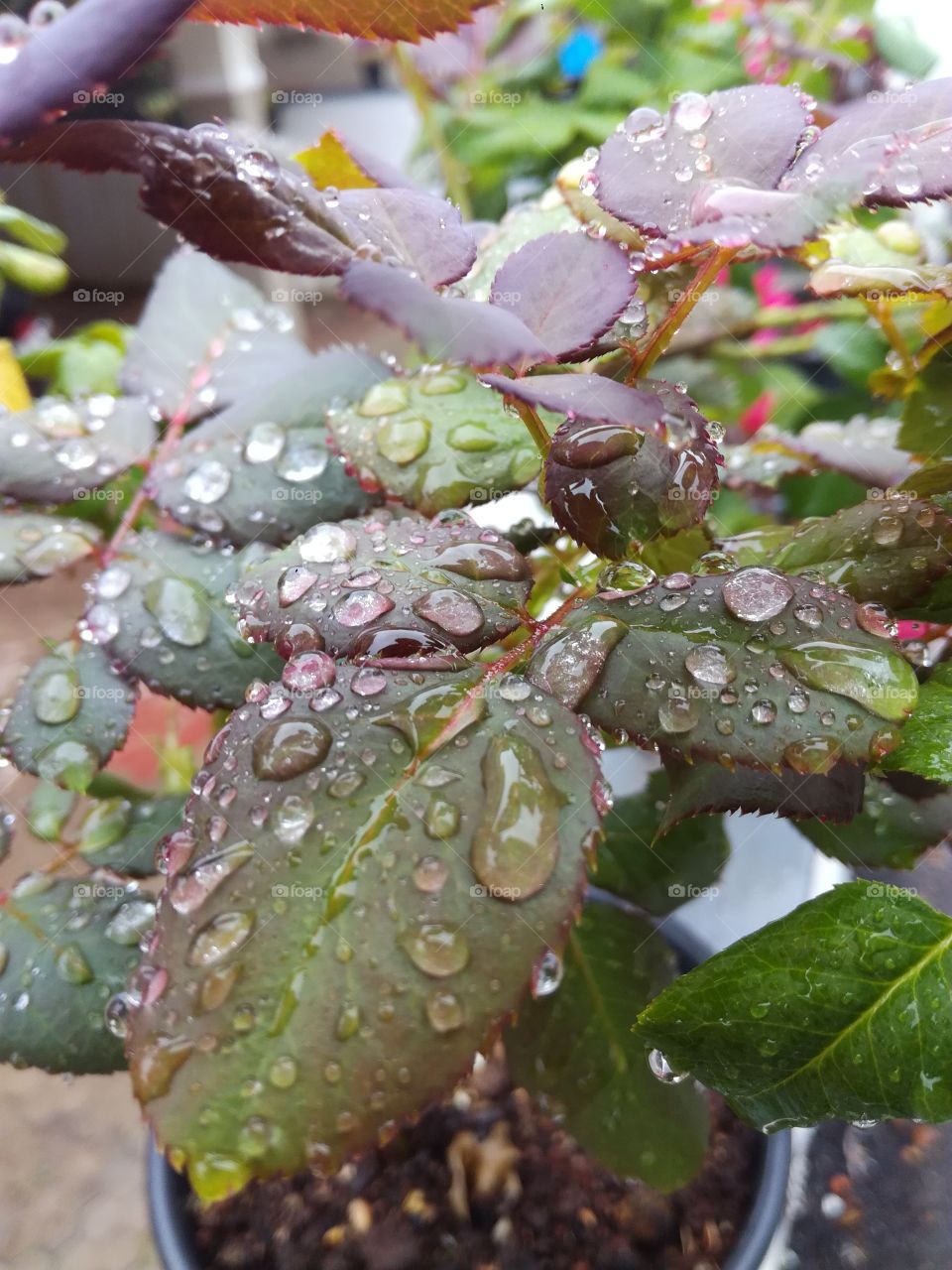 Rain drops...