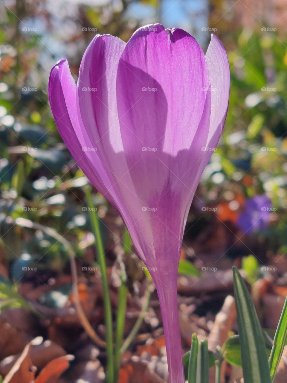 Crocus up close