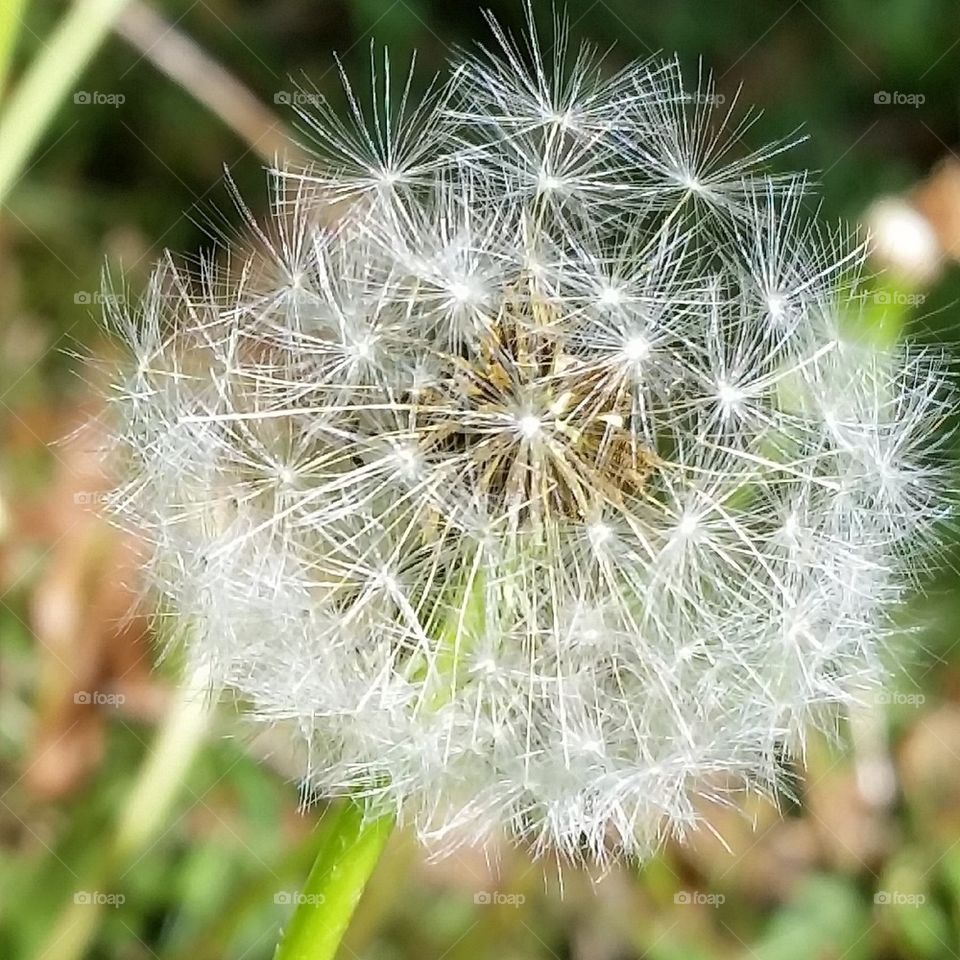 preparing to spread the seed