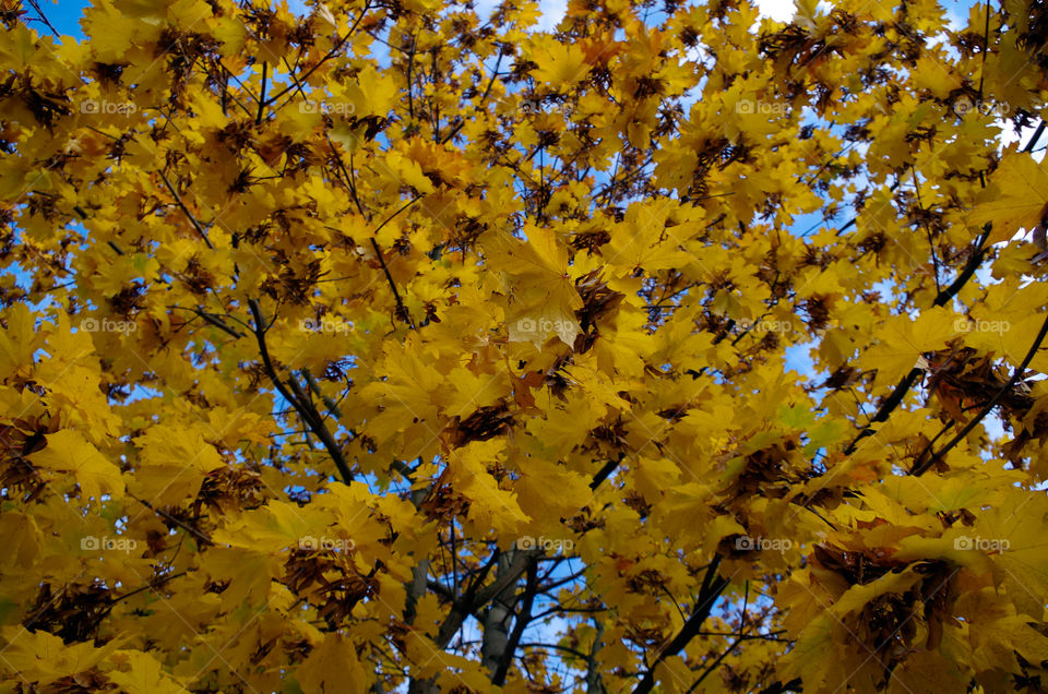 Full frame shot of yellow leaves growing on tree.