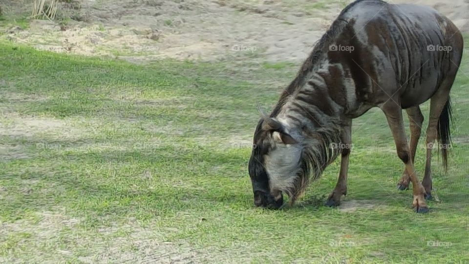 A wildebeest grazes quietly at Animal Kingdom at the Walt Disney World Resort in Orlando, Florida.