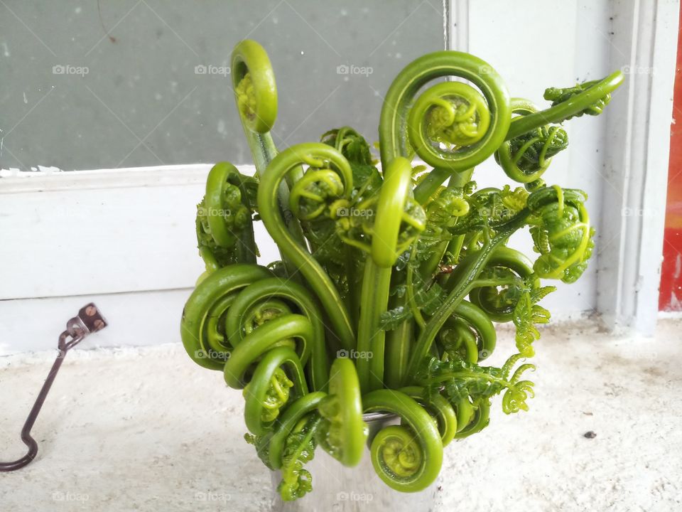 A fern is member of a group of vascular plant.
This is fiddlehead fern plant which is used to eat.
t has so much health benefits.
fiddlehead greens.