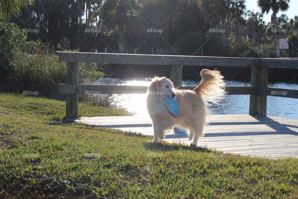 Frisbee fun at the park