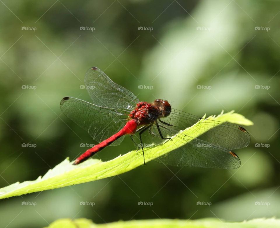 Dragonfly