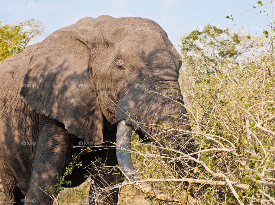 holiday elephant africa close-up by mike007