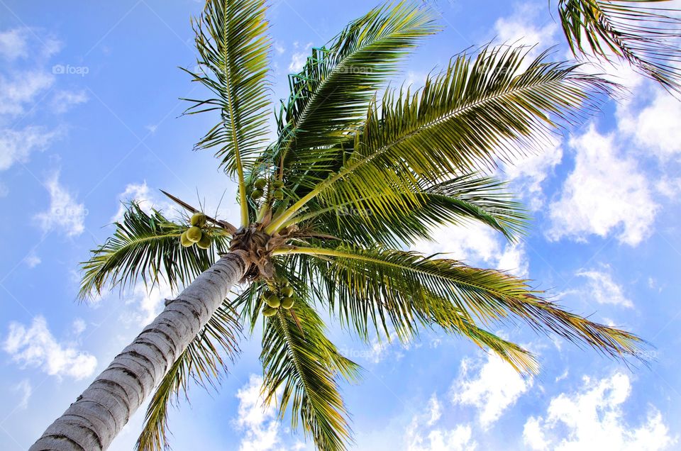 Palm tree and sky