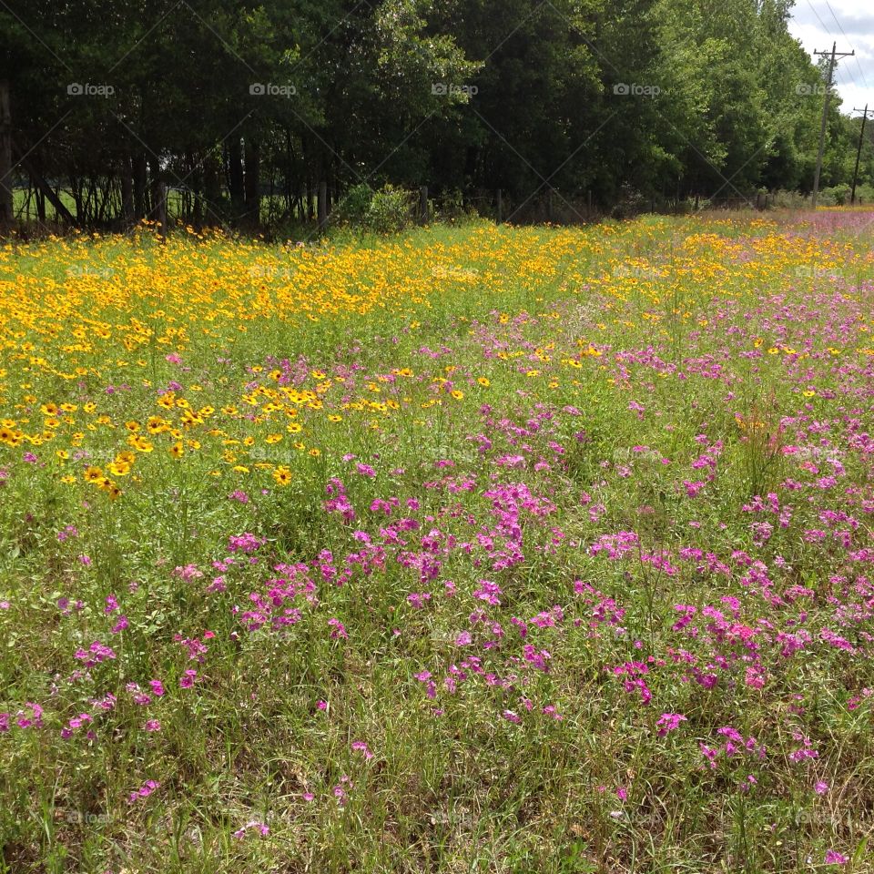 Wildflowers on the side of the road