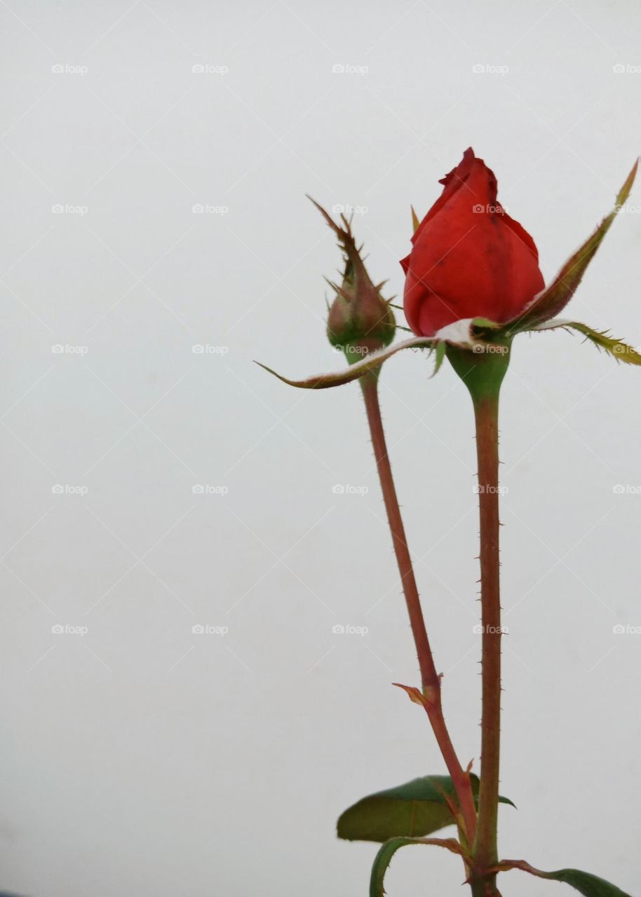 A red rose bud in its stem is a garden