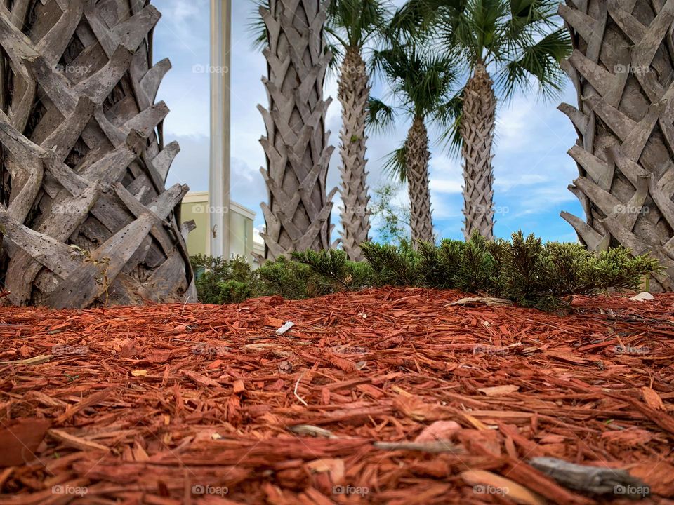 Redwood Landscape Pieces With Plants And Palm Trees With Criss Cross Bark Pattern In A Business Area.