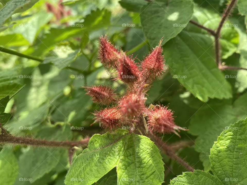 Wineberry flowers