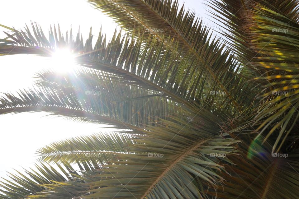 Palm, No Person, Tropical, Tree, Beach