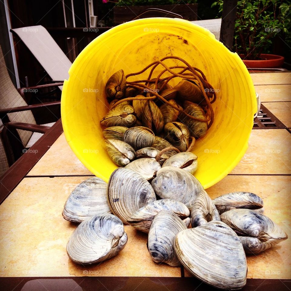 Clams in a bucket