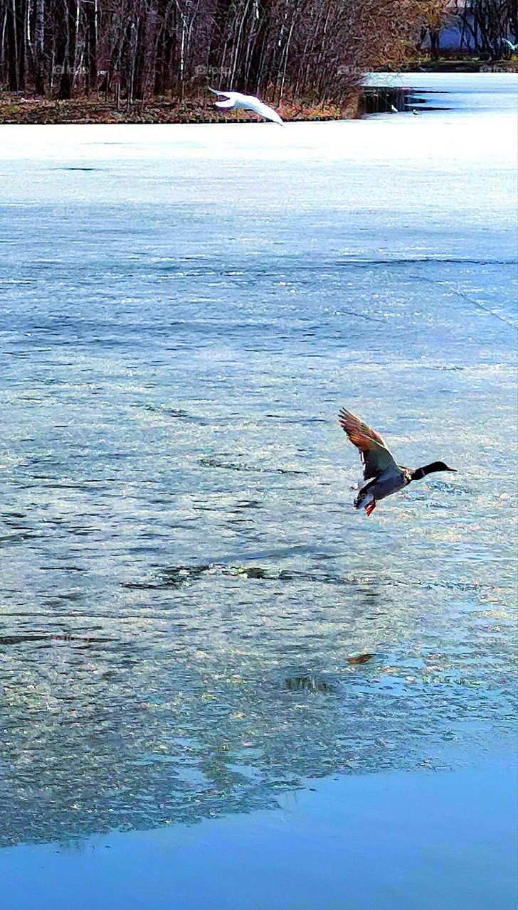 Spring.  The ice has not completely disappeared from the river.  A duck takes off from the surface of thin ice.  A white seagull flies in the distance.