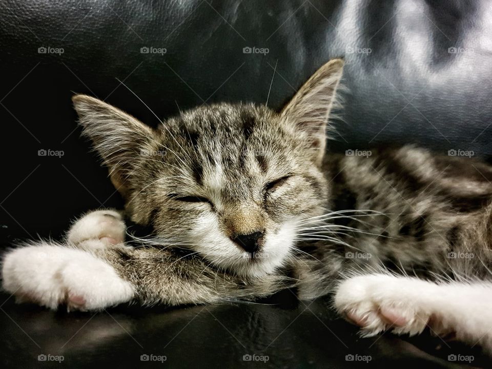 peacefully sleep cat