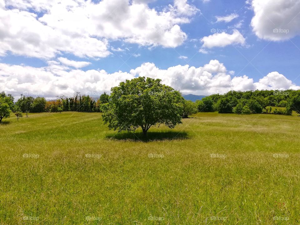 Lonely tree surrounded by greenery