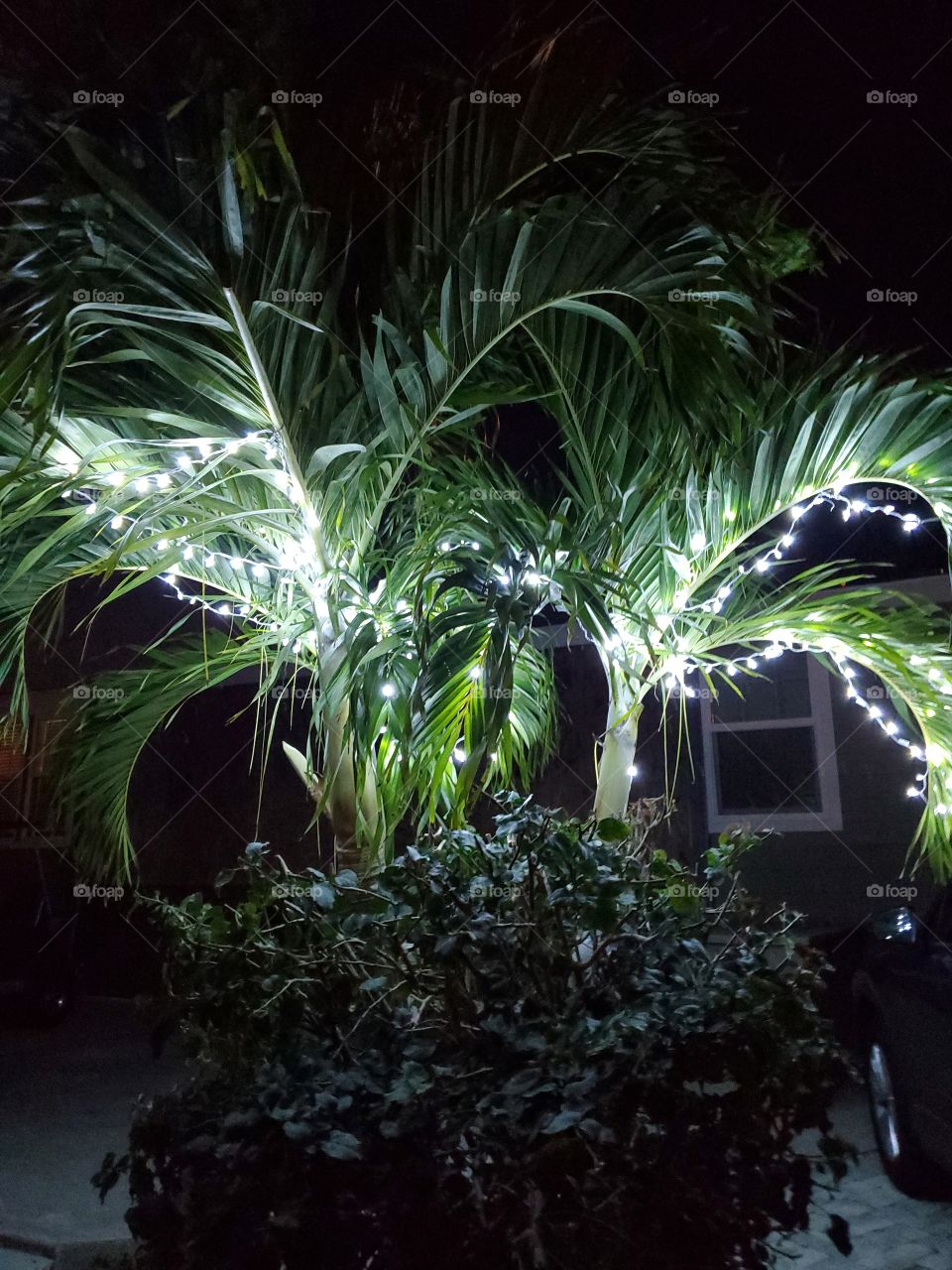 lighted palm tree