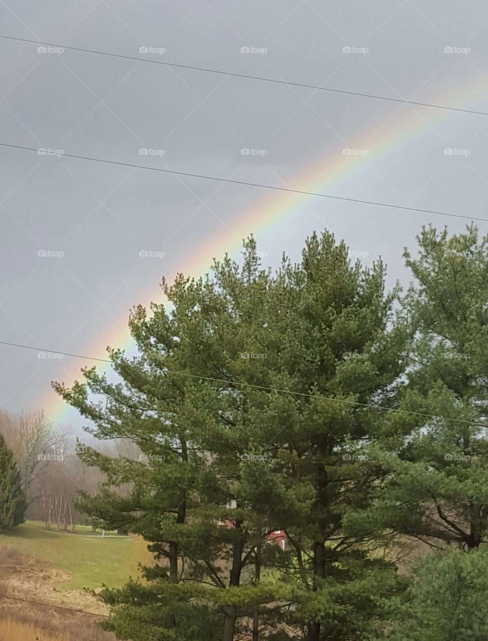 Tree, Landscape, Nature, Environment, Weather