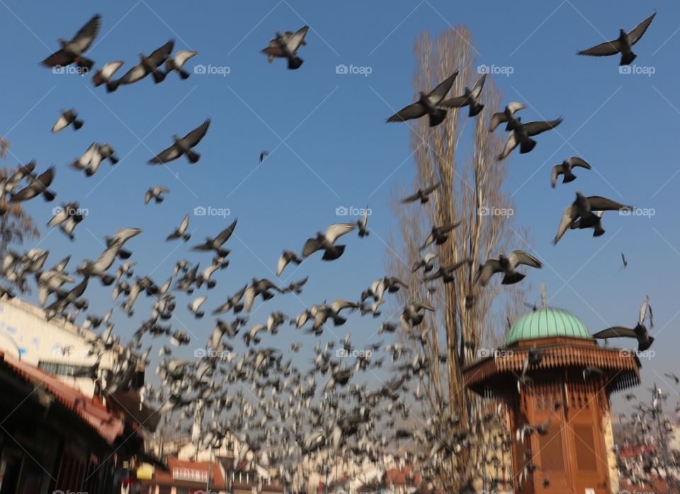 Bird, Pigeon, Many, Seagulls, Wildlife