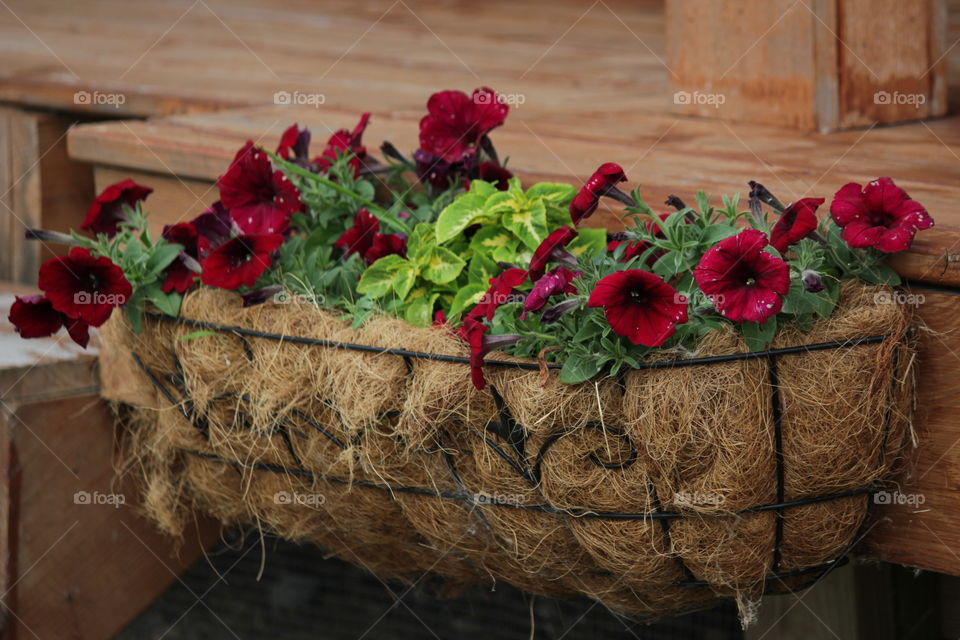 Red pansies in hanging basket planter attached to porch