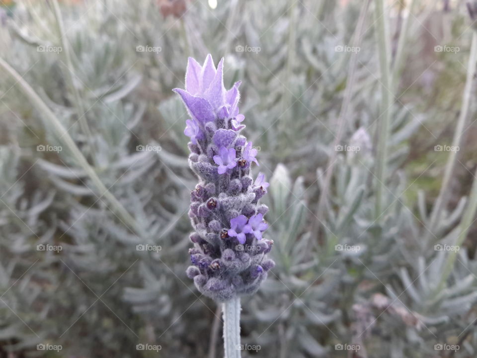 Lavender