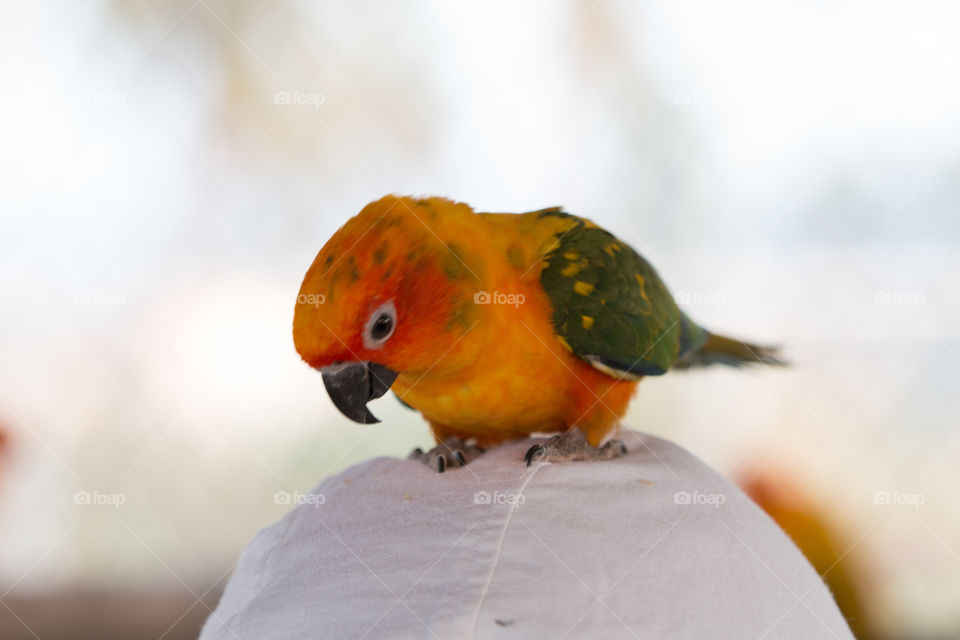 Bird, No Person, Parrot, Wildlife, One