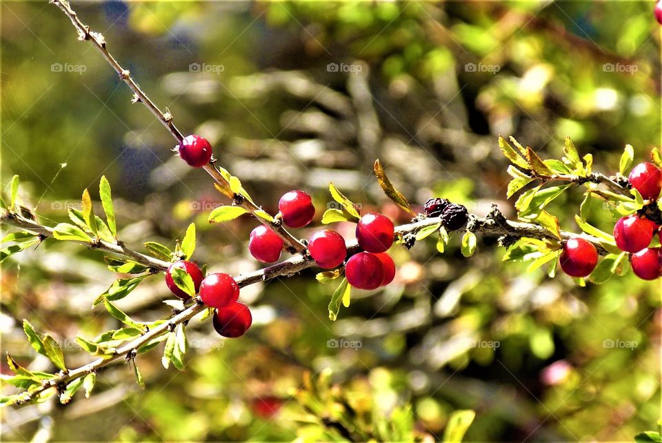 Red berries branch closeup