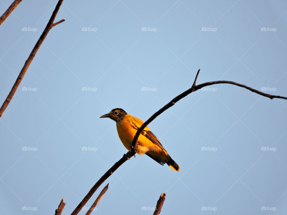 Black-headed oriole perching on tree branch