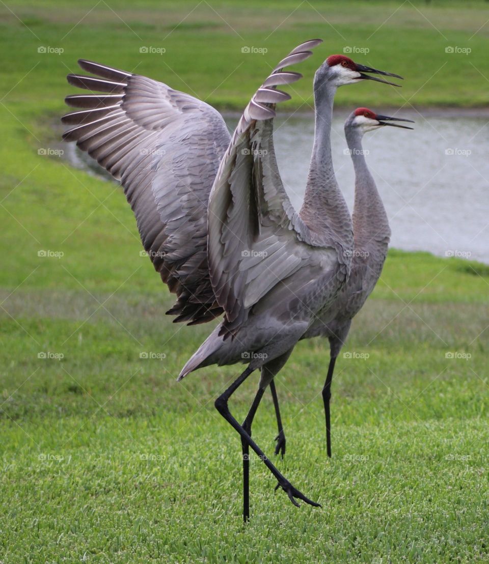 Dancing cranes
