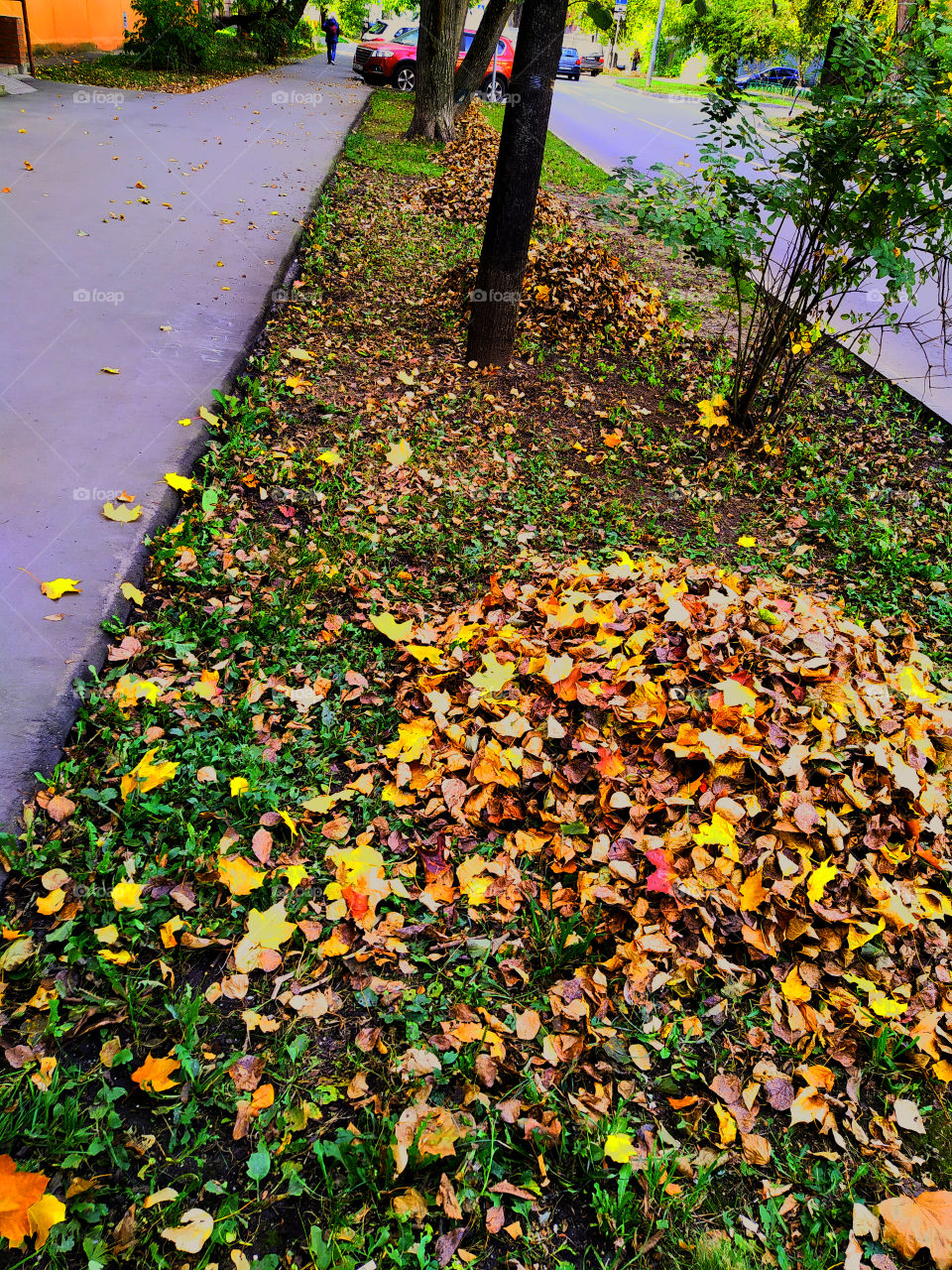 Autumn street