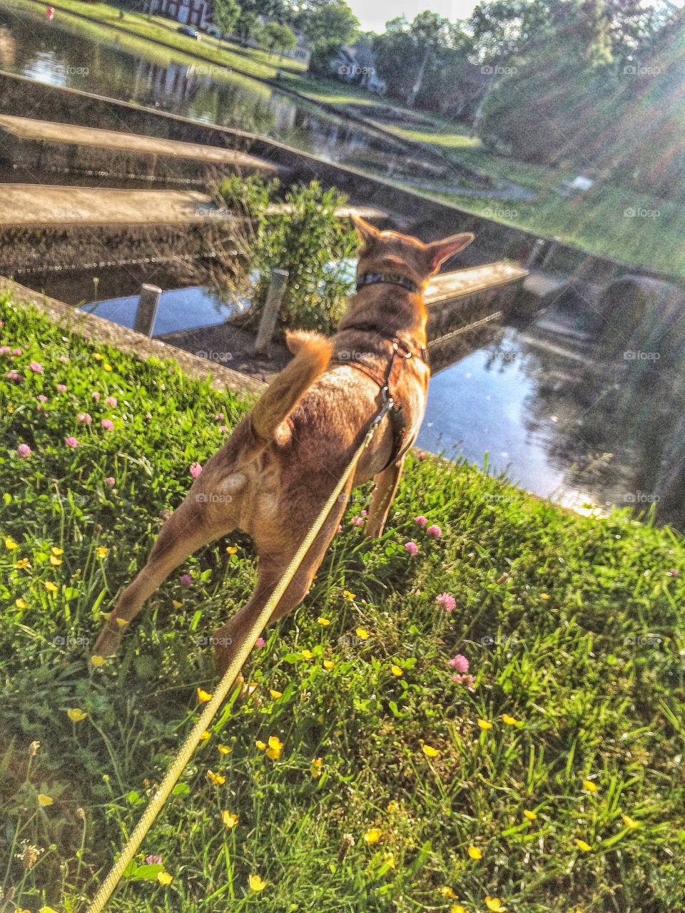 Knox at Brewsters Pond