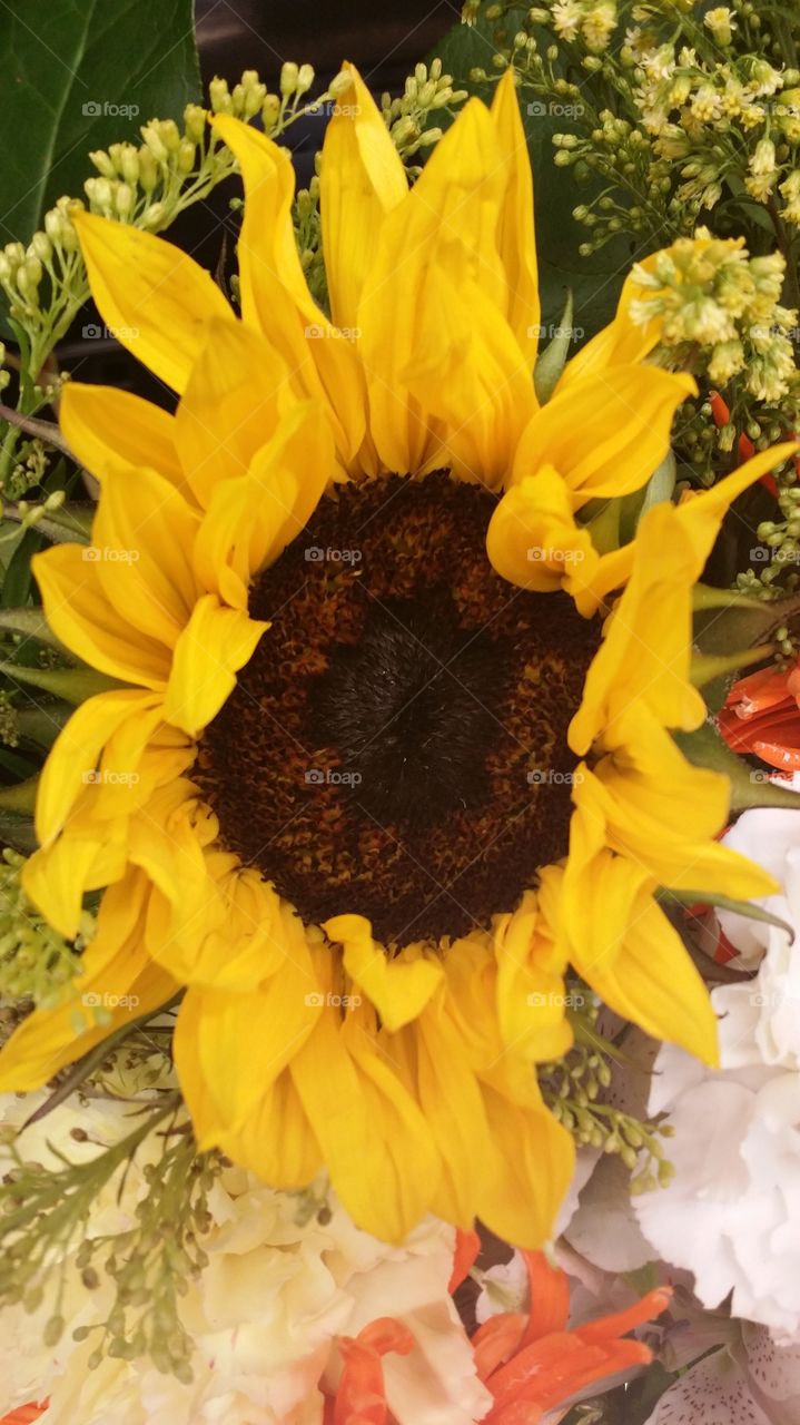sunflower. plant
