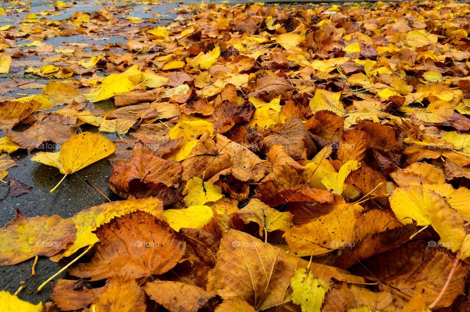 Dry leaves on street