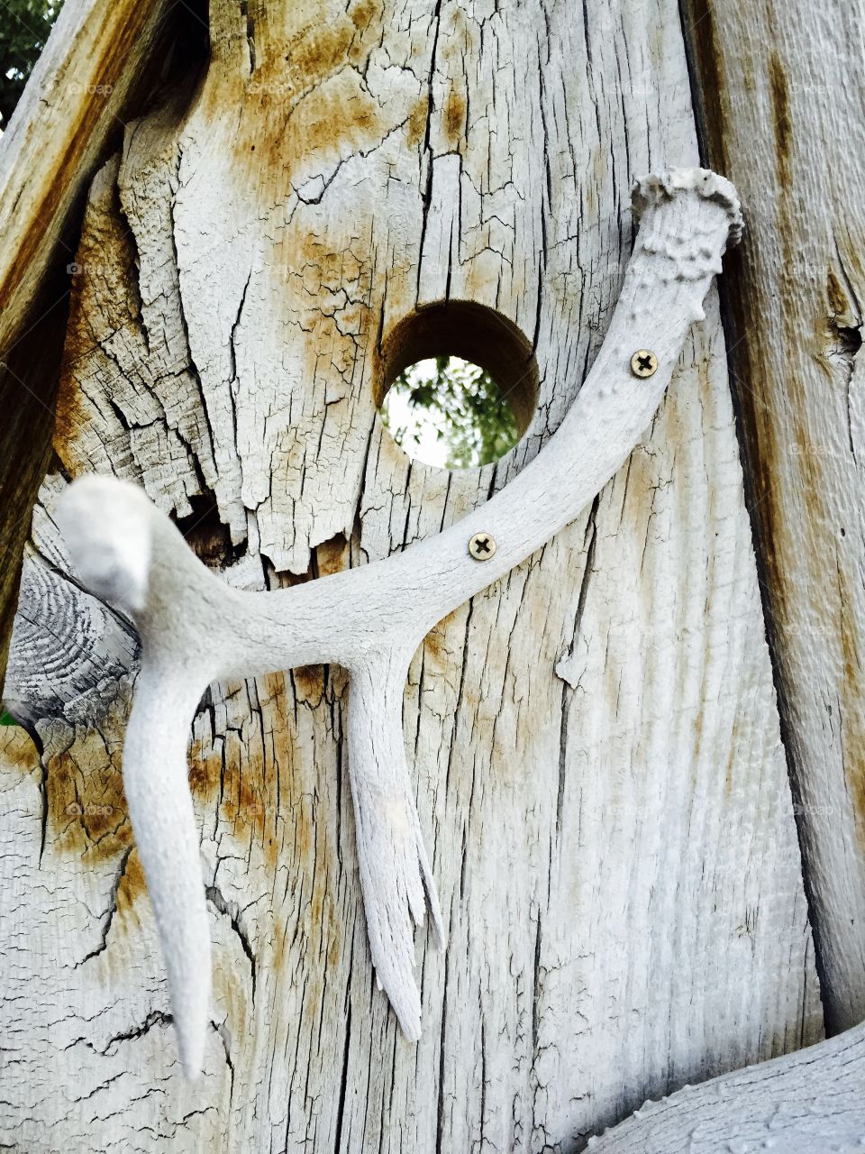 Rustic Antler