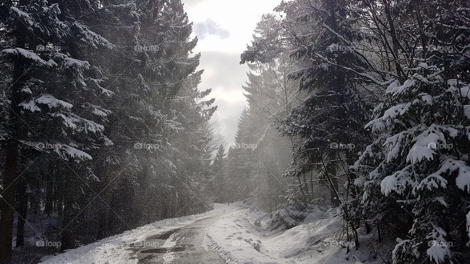 Snow blowing off the trees on road in the forest - snö som yr från träden på en väg i skogen 