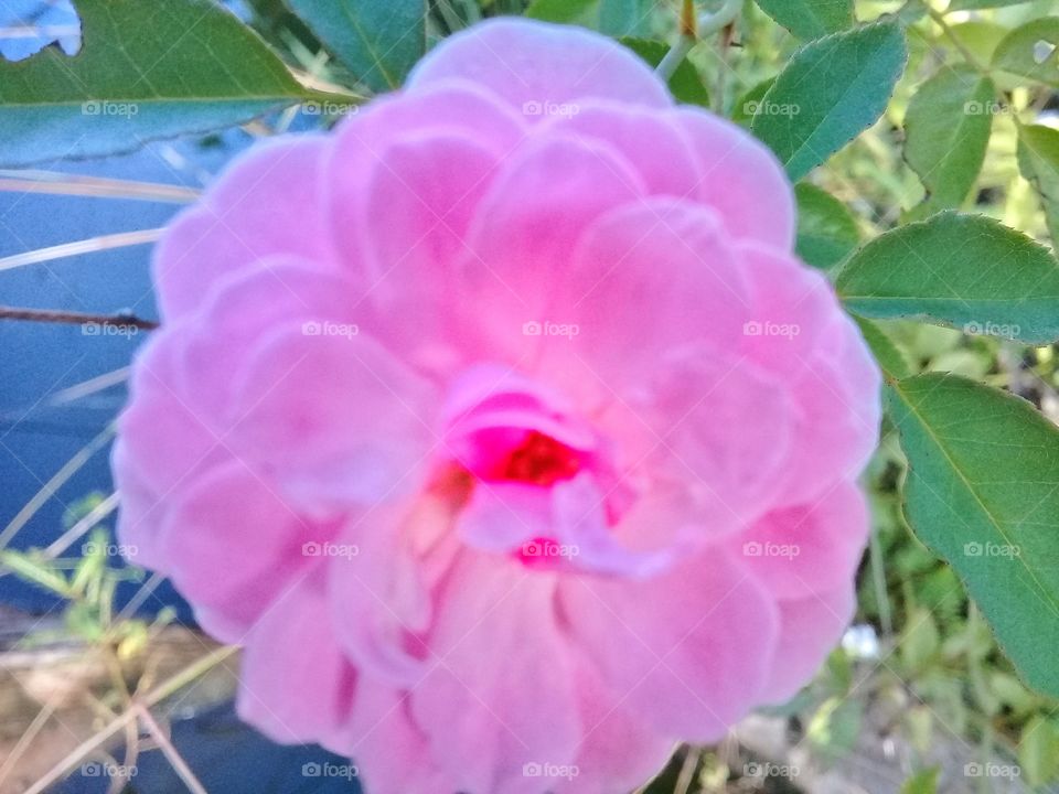 Flowers jasmine the beauty of fresh and unique shapes