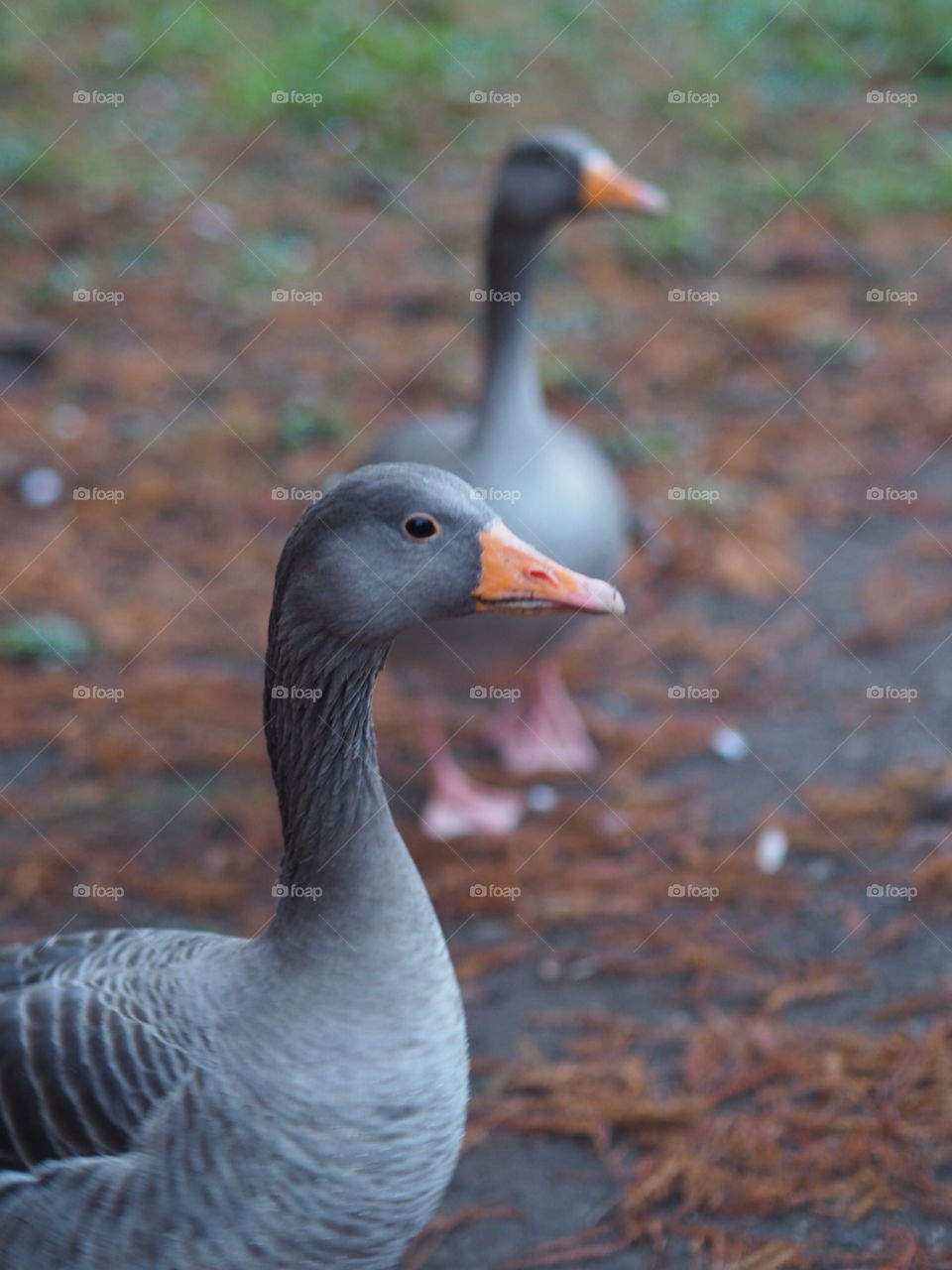 Getting up close and personal to a goose in a park