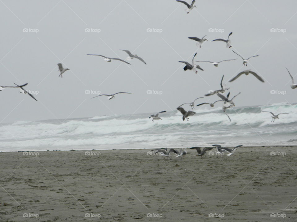 Bird, Seagulls, Water, Beach, Sea